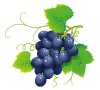ぶどう酒