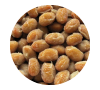 納豆菌